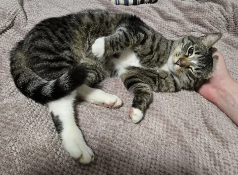 Найден котик - Животные в Люберцы