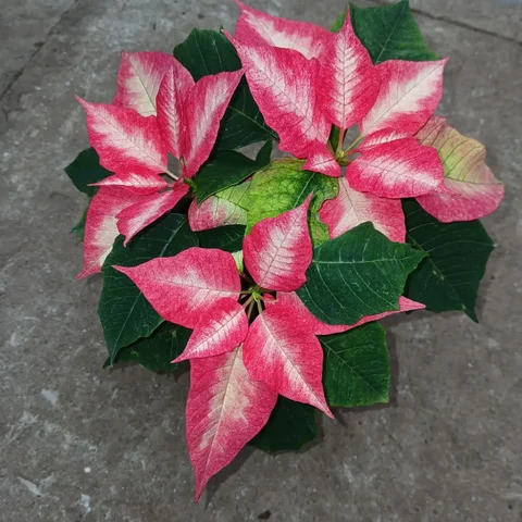 Объявление из Люберец и Котельников - Услуги в Люберцы