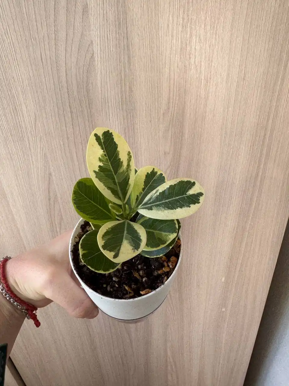 Продажа растений: Мурайя, Мирт, фикусы, пеларгонии