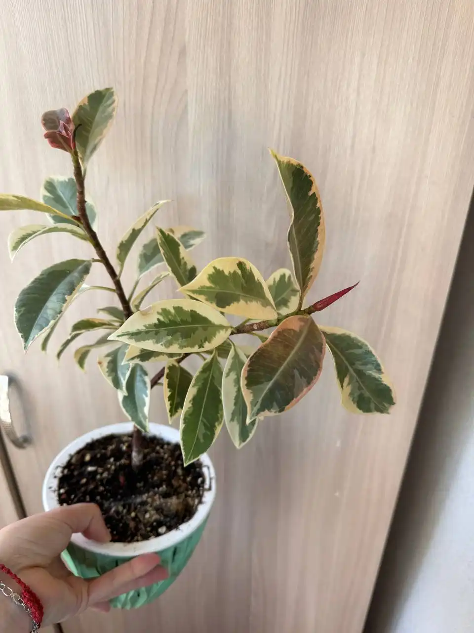 Продажа растений: Мурайя, Мирт, фикусы, пеларгонии