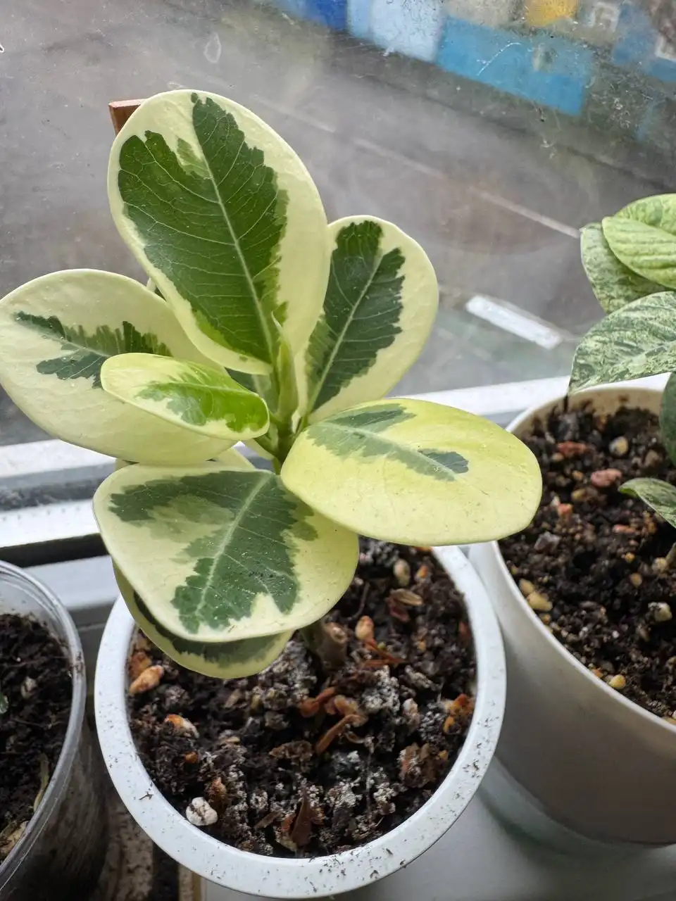 Продажа растений: Мурайя, Мирт, фикусы, пеларгонии