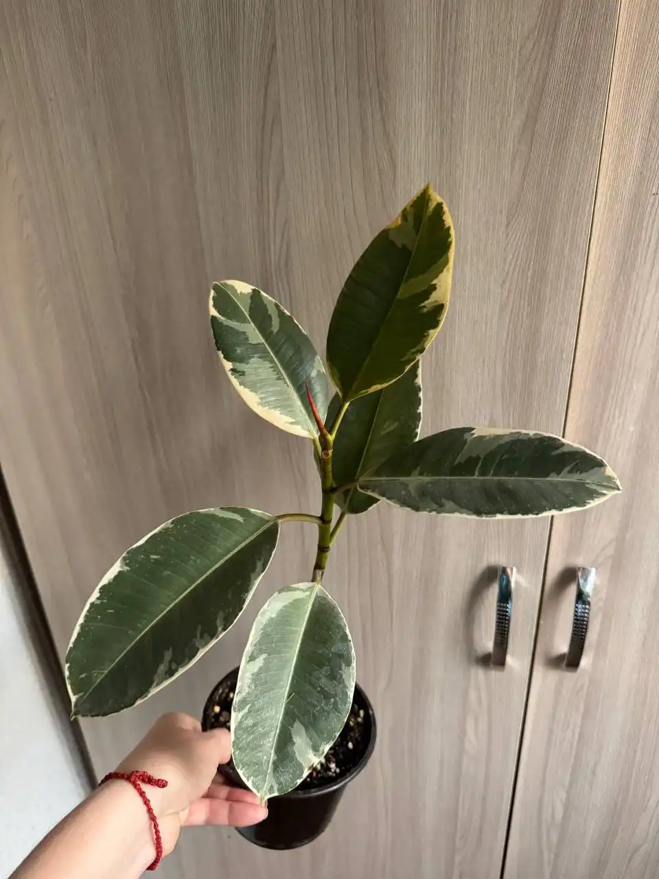 Продажа растений: Мурайя, Мирт, фикусы, пеларгонии