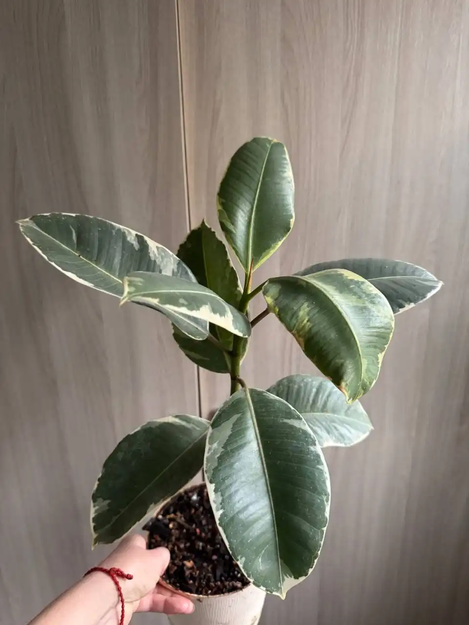 Продажа растений: Мурайя, Мирт, фикусы, пеларгонии