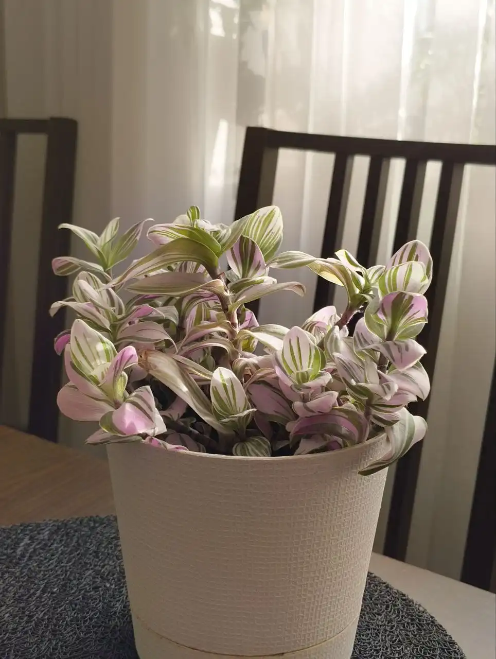 Продажа комнатных растений: гибискус, традесканция, денежное дерево