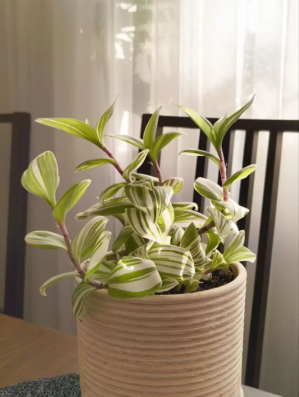 Продажа комнатных растений: гибискус, традесканция, денежное дерево