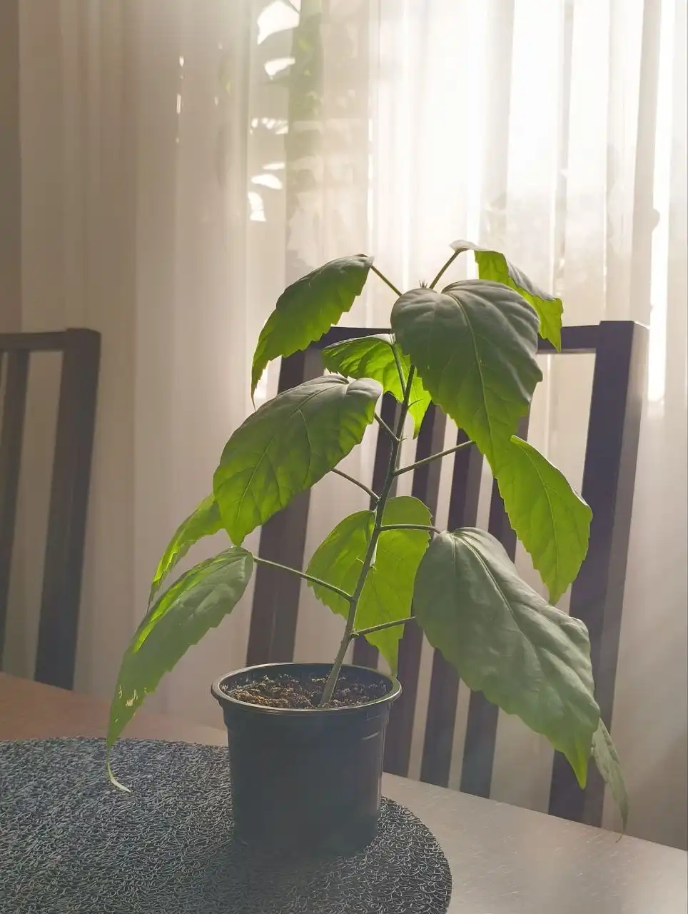 Продажа комнатных растений: гибискус, традесканция, денежное дерево