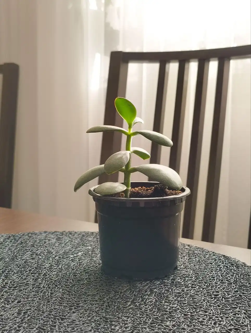 Продажа комнатных растений: гибискус, традесканция, денежное дерево