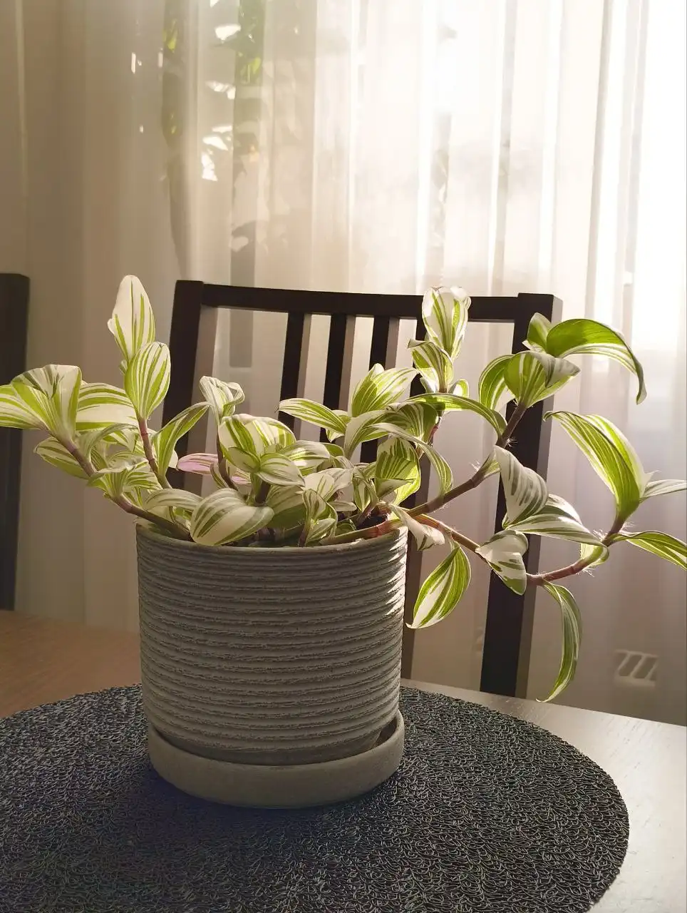 Продажа комнатных растений: гибискус, традесканция, денежное дерево