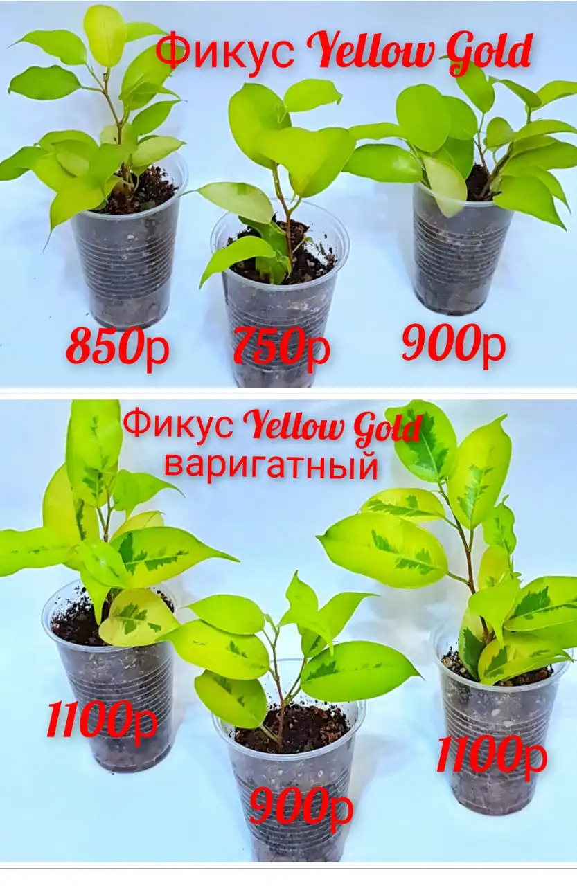 Продажа комнатных цветов: фикусы, замиокулькасы, эпипремнумы