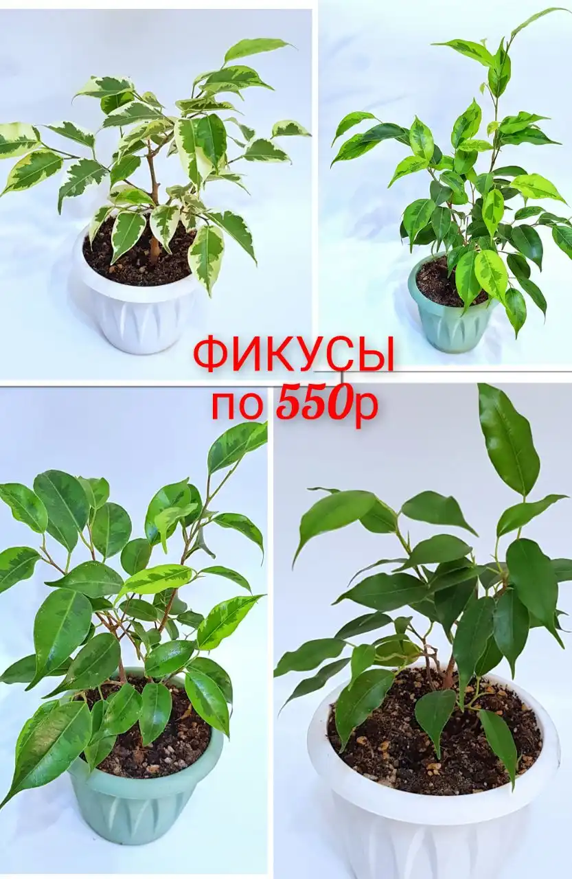 Продажа комнатных цветов: фикусы, замиокулькасы, эпипремнумы
