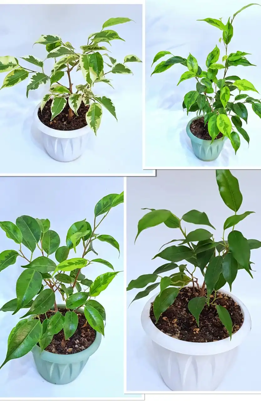 Продажа комнатных цветов: фикусы, замиокулькасы, эпипремнумы