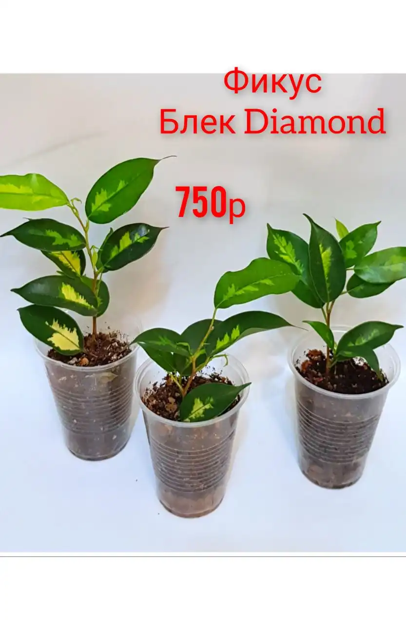 Продажа комнатных цветов: фикусы, замиокулькасы, эпипремнумы