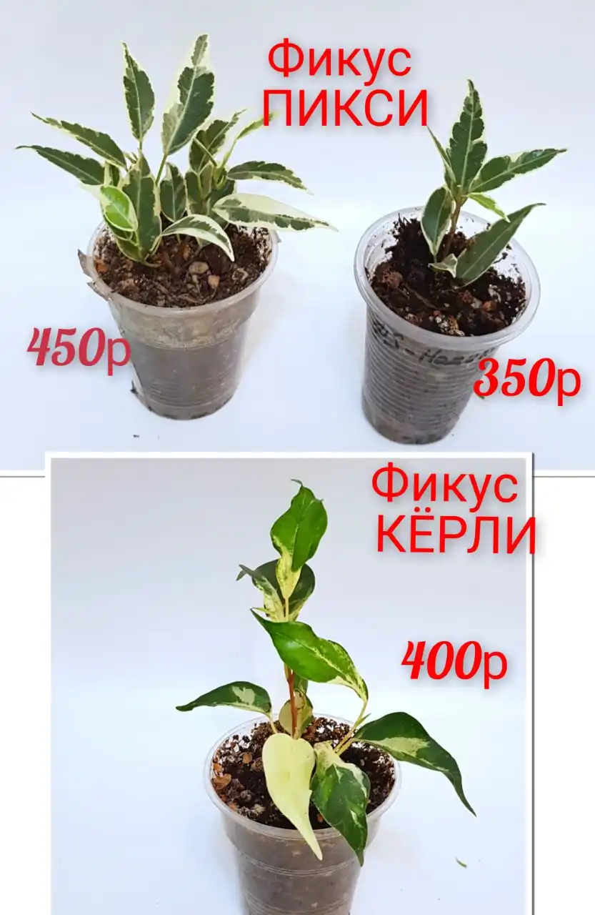 Продажа комнатных цветов: фикусы, замиокулькасы, эпипремнумы