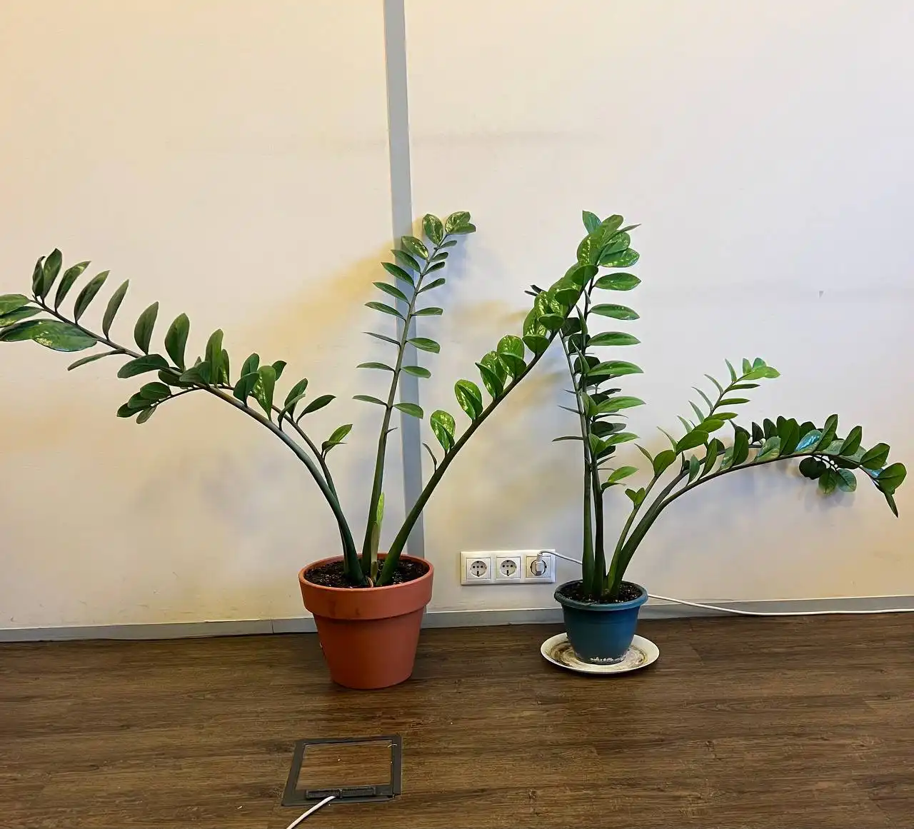 Продажа взрослых замиокулькасов