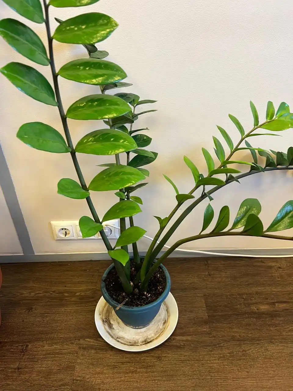 Продажа взрослых замиокулькасов