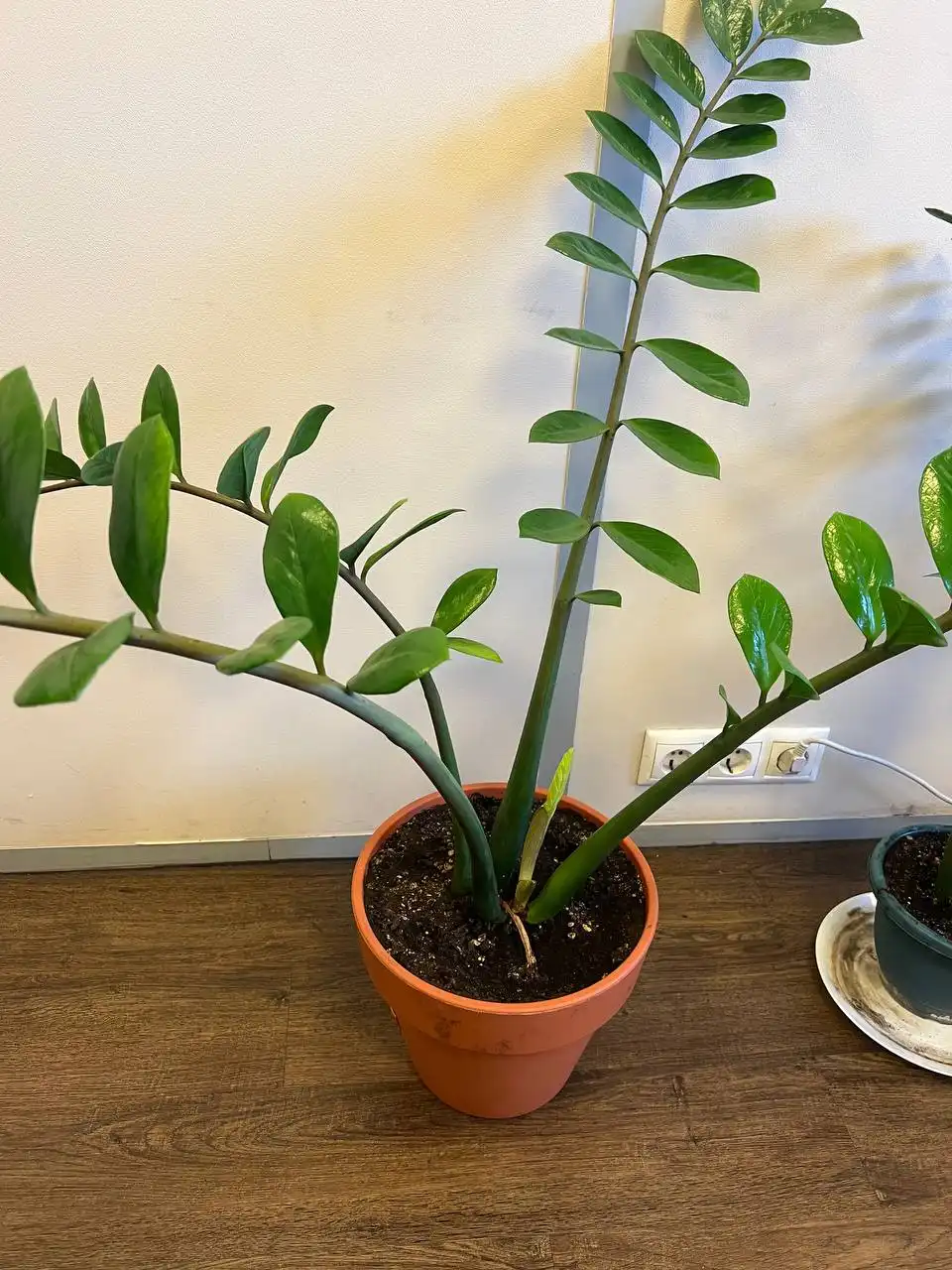 Продажа взрослых замиокулькасов