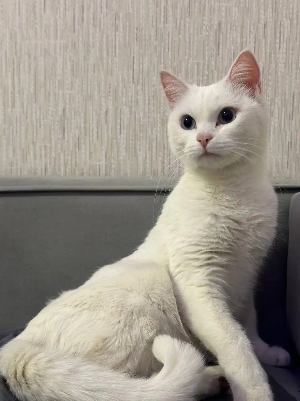 Отдаются две кошечки в добрые руки - Кошки (Животные) в Люберцы