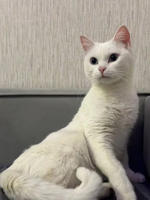 Отдаются две кошечки в добрые руки - частное объявление в Люберцы