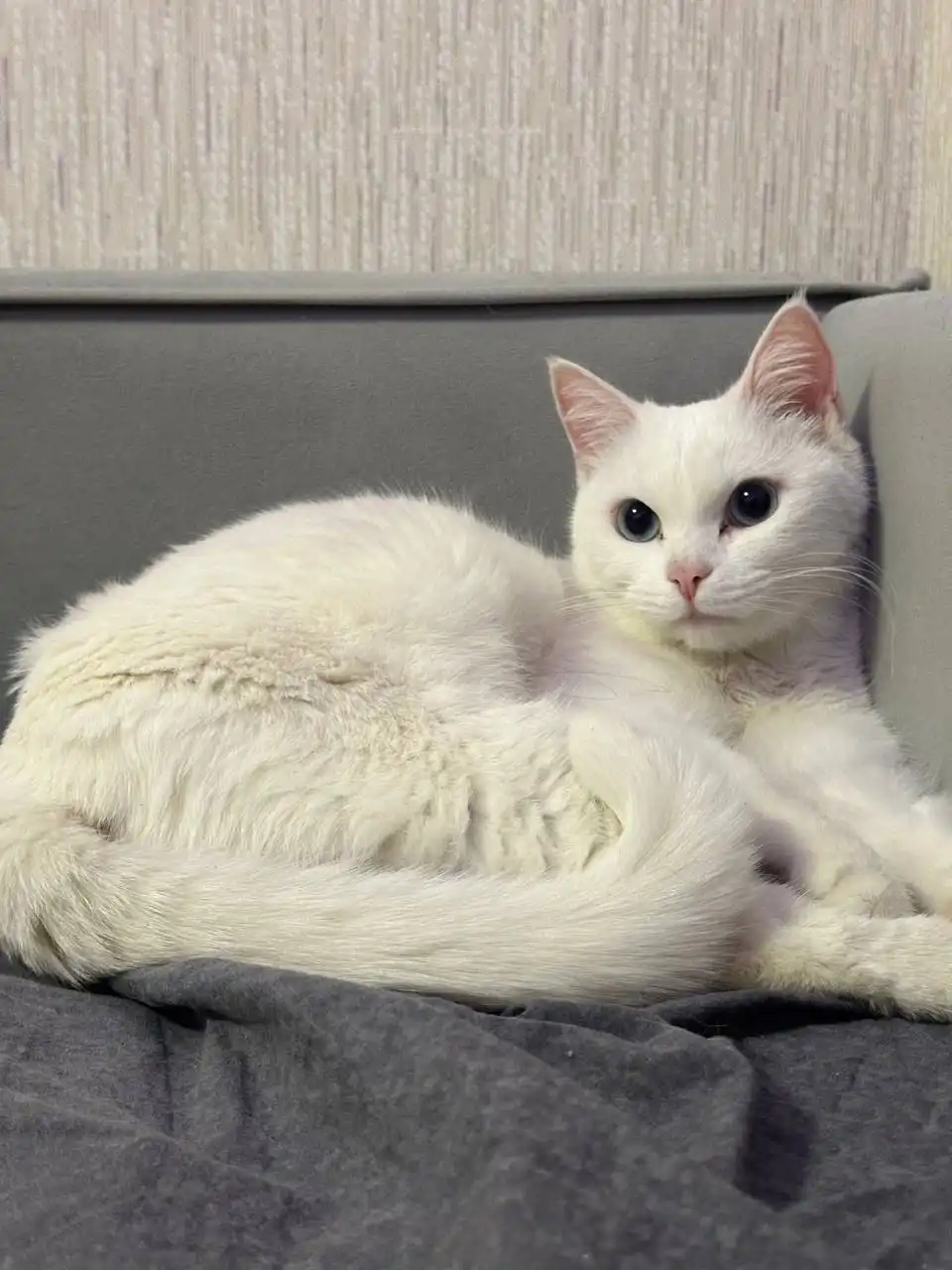 Отдаются две кошечки в добрые руки - Кошки (Животные) в Люберцы