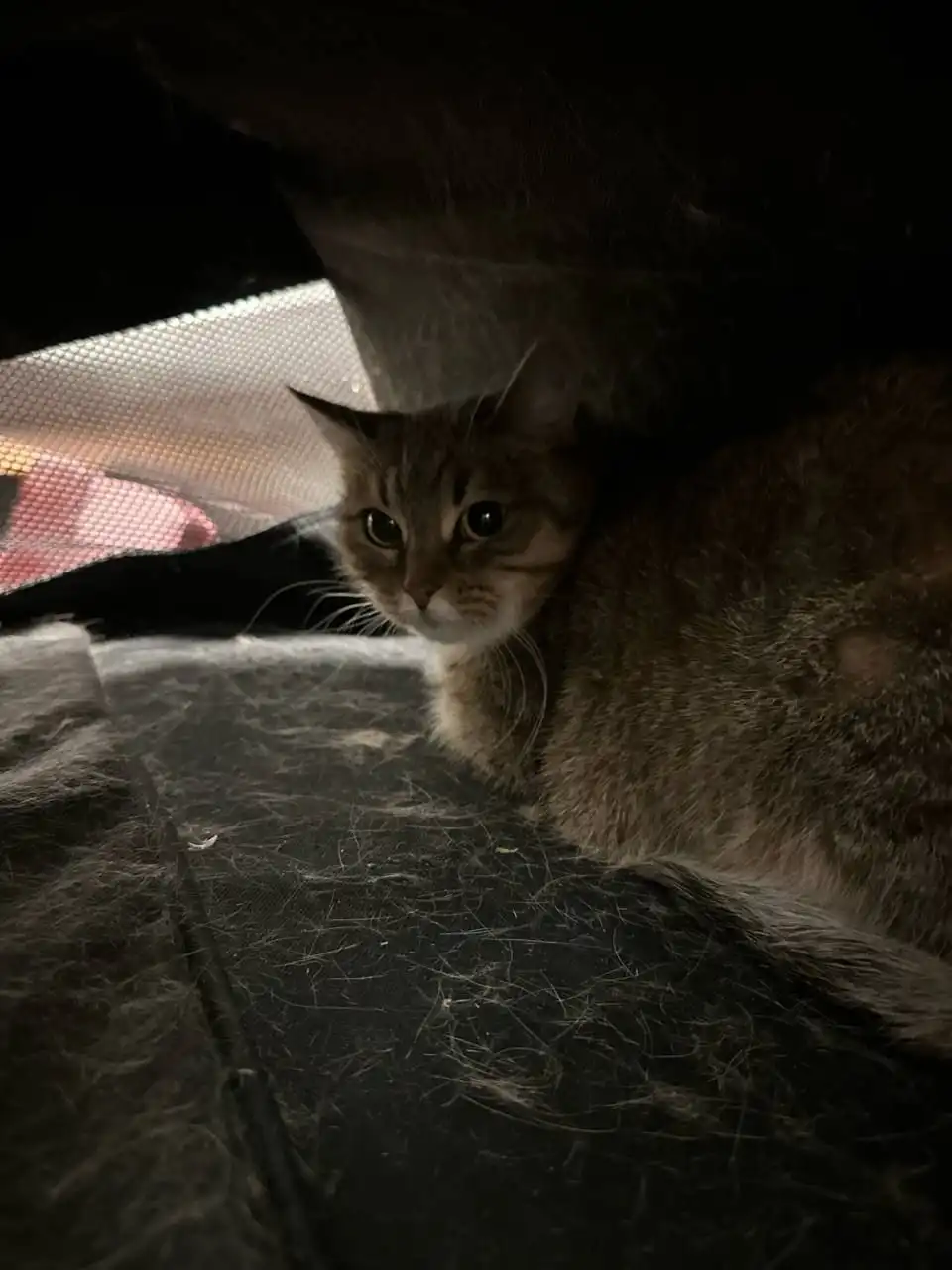 Отдаются две кошечки в добрые руки - Кошки (Животные) в Люберцы