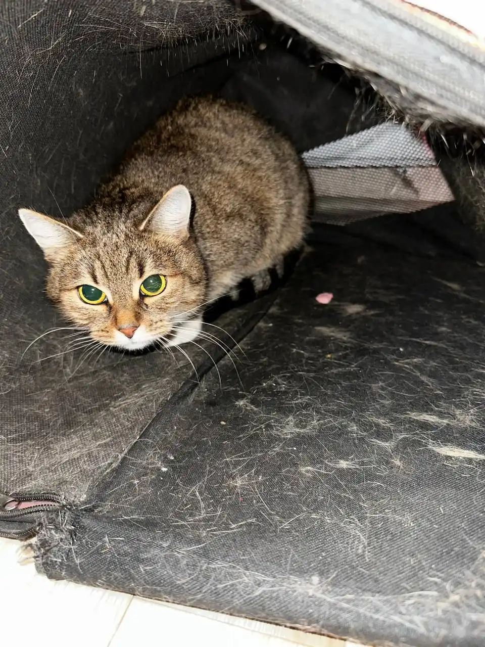 Отдаются две кошечки в добрые руки - Кошки (Животные) в Люберцы