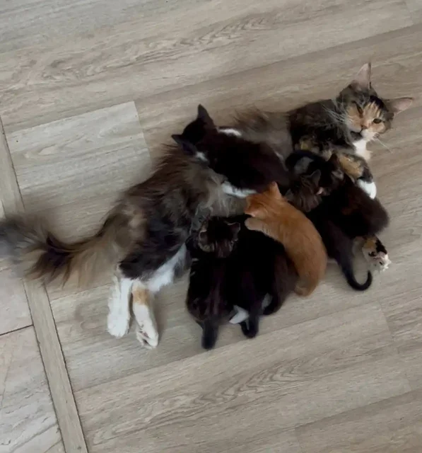 Котята от кошки Мейнкун и кота - частное объявление в Люберцы