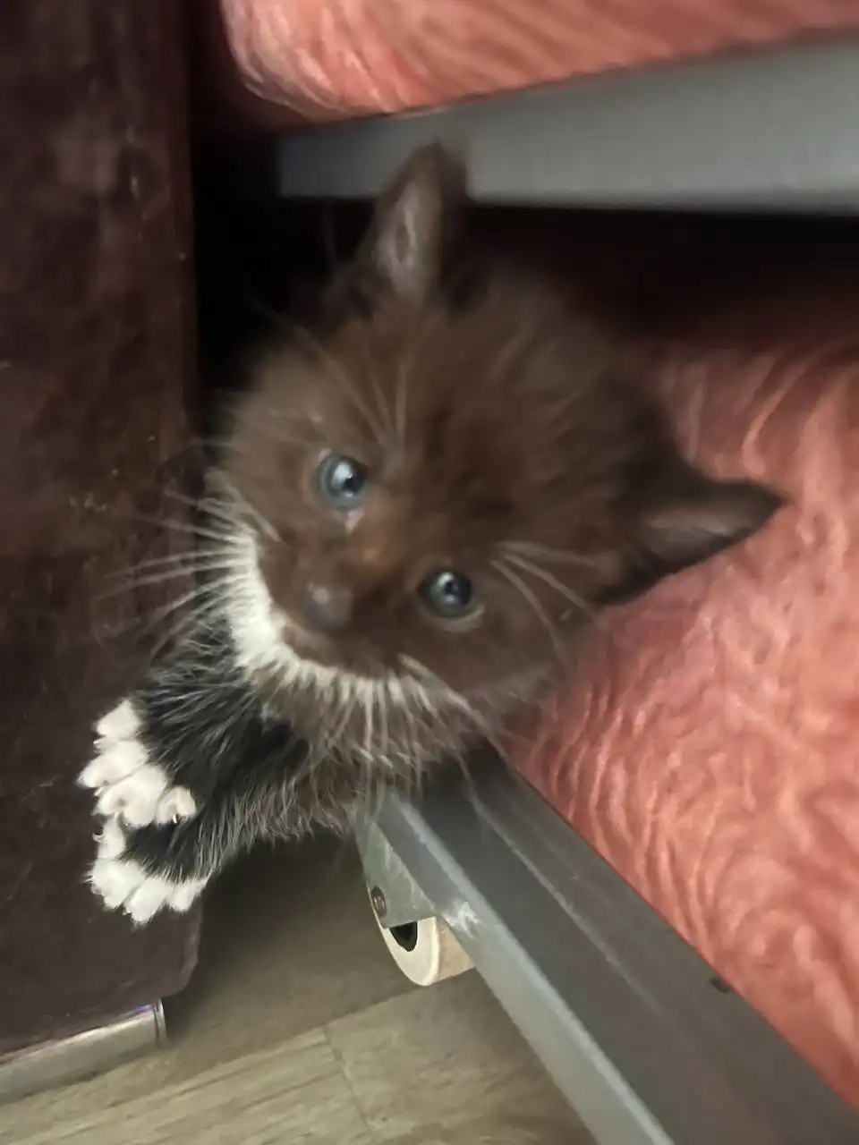 Котята от кошки Мейнкун и кота - Котята (Животные) в Люберцы