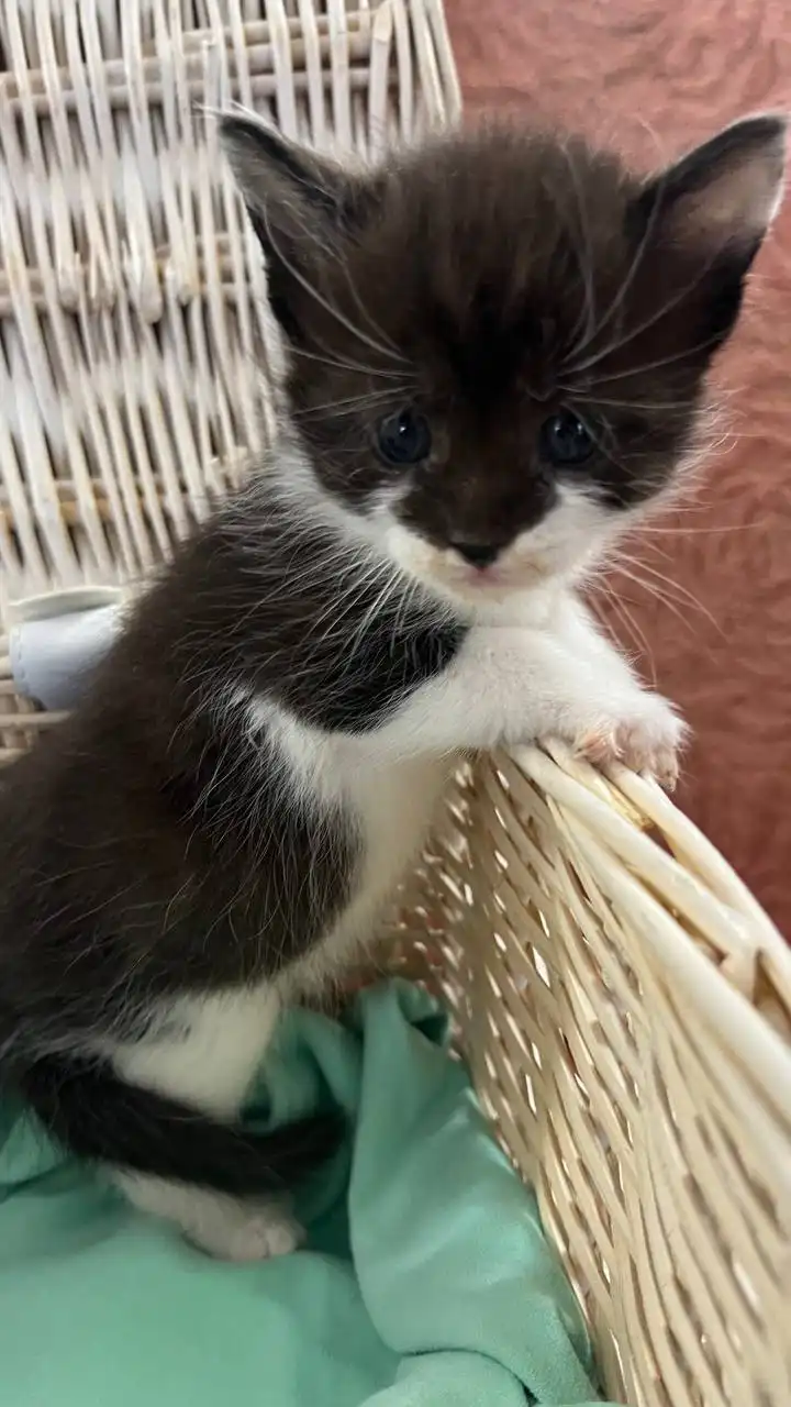 Котята от кошки Мейнкун и кота - Котята (Животные) в Люберцы