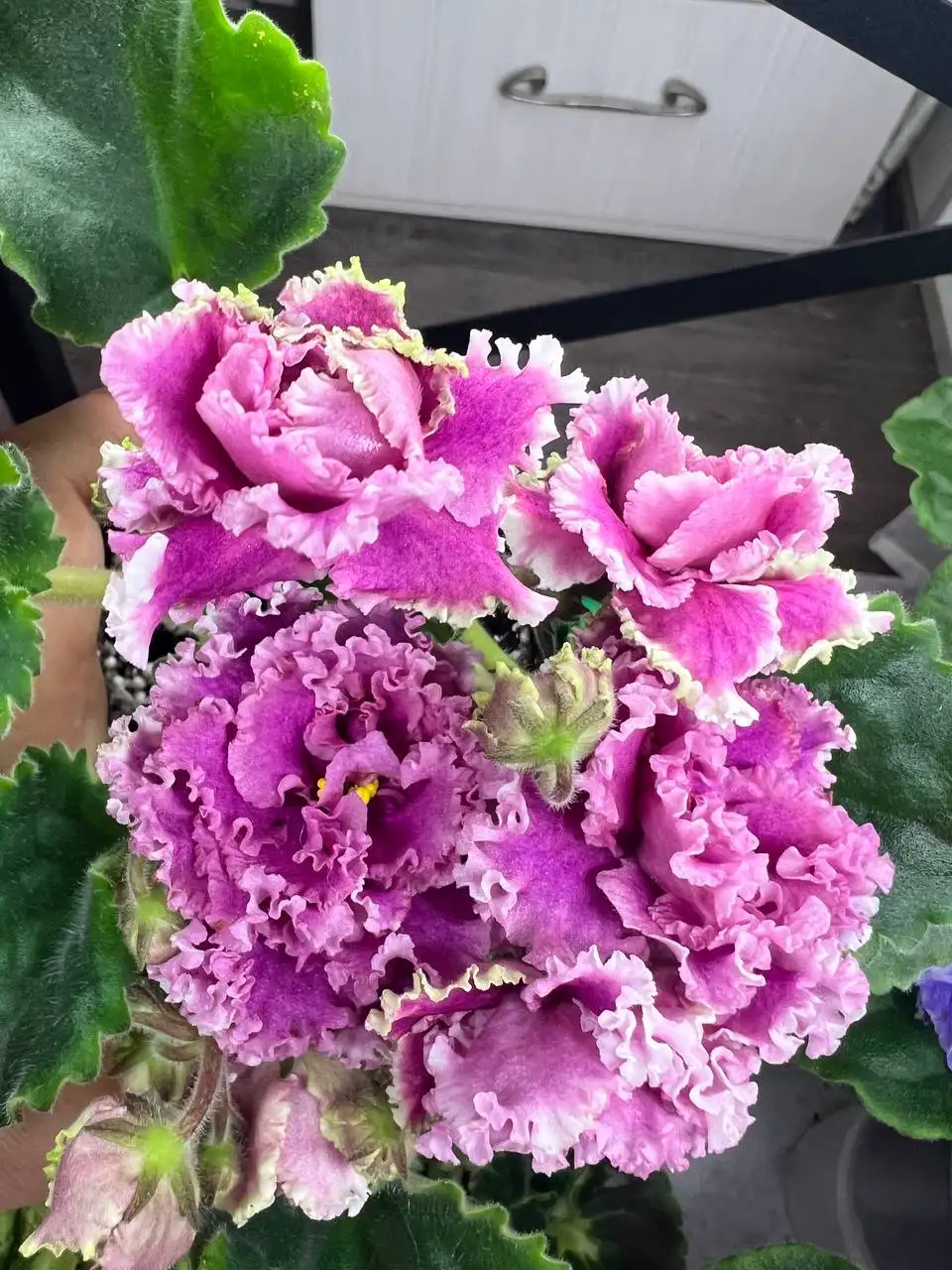 Фиалки сортовые - Растения (Хобби и отдых) в Томилино