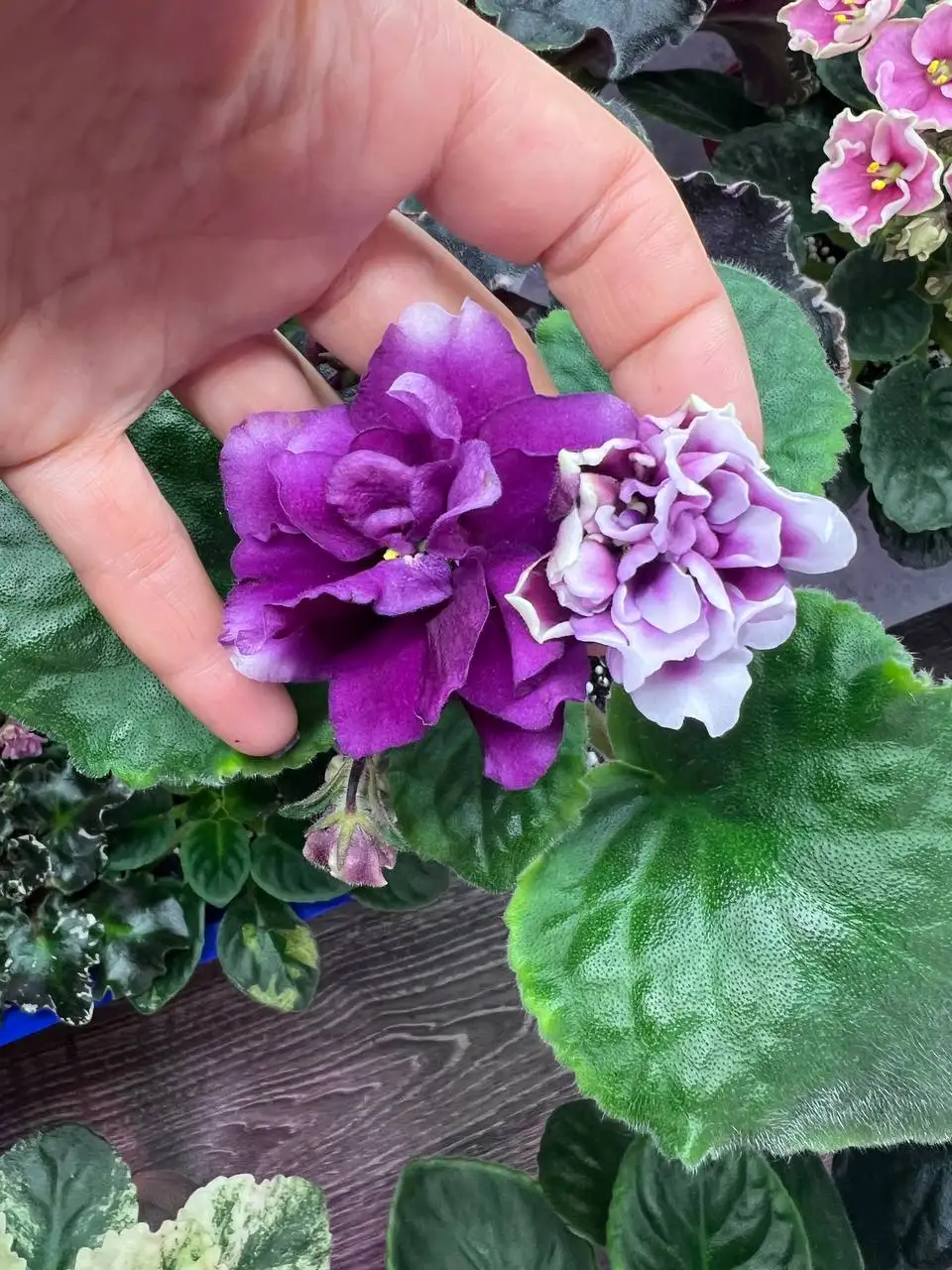 Фиалки сортовые - Растения (Хобби и отдых) в Томилино