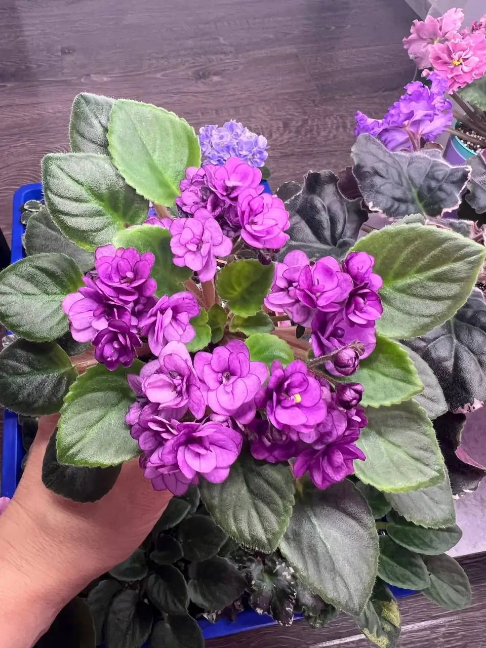 Фиалки сортовые - Растения (Хобби и отдых) в Томилино