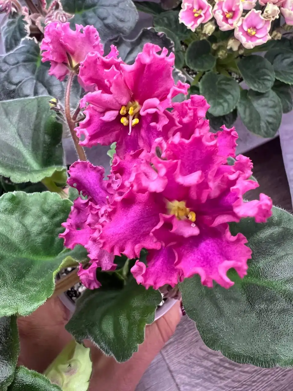 Фиалки сортовые - Растения (Хобби и отдых) в Томилино