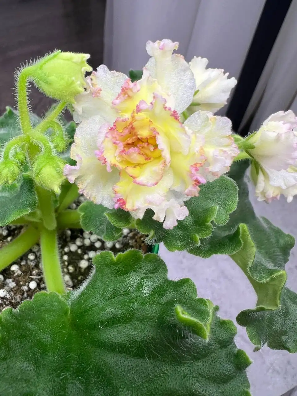 Фиалки сортовые - Растения (Хобби и отдых) в Томилино