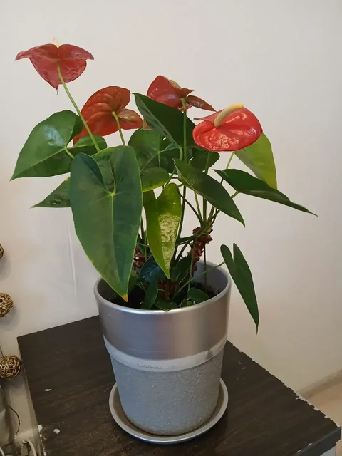 Продам растения - Спорт и фитнес в Люберцы