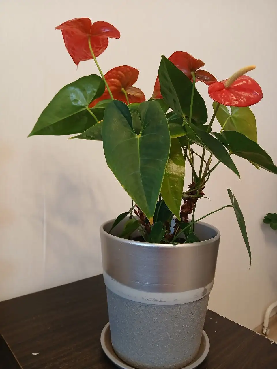 Продам растения - Растения (Хобби и отдых) в Люберцы