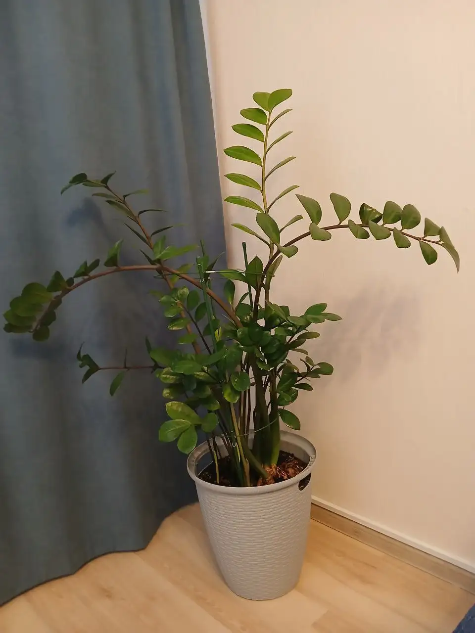 Продам растения - Растения (Хобби и отдых) в Люберцы