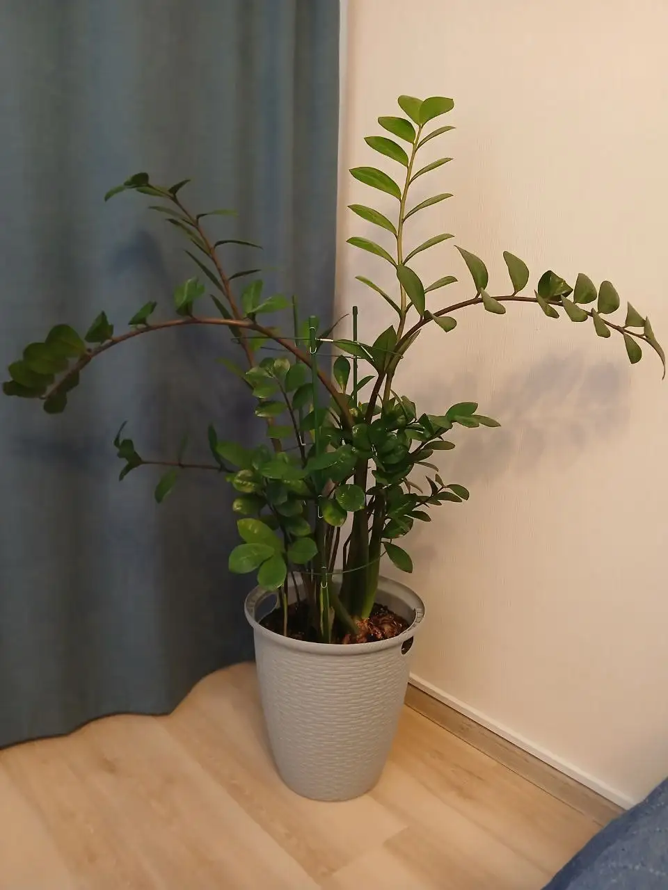 Продам растения - Растения (Хобби и отдых) в Люберцы