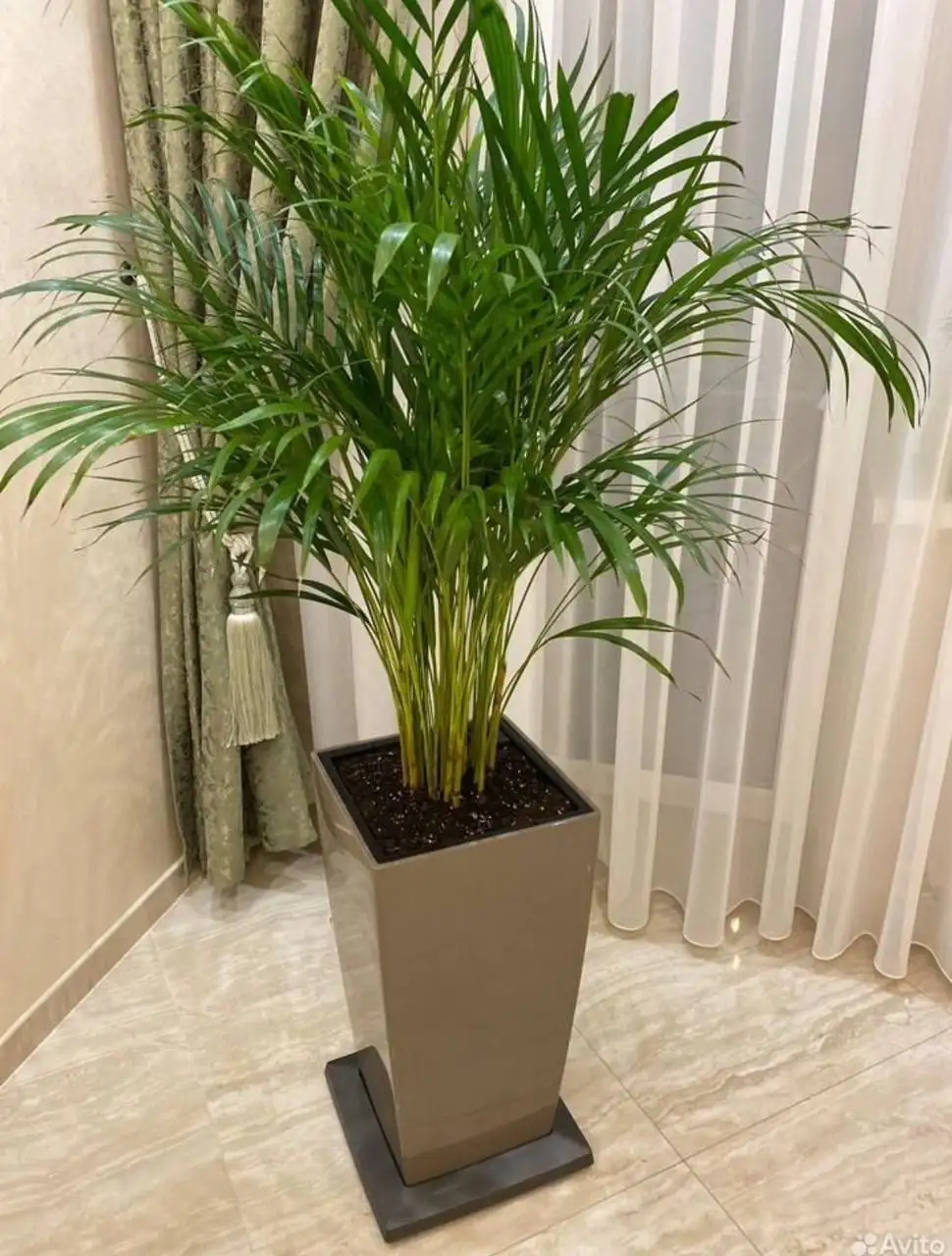 Продам кашпо Лечуза - Растения и сад (Для дома и дачи) в Люберцы