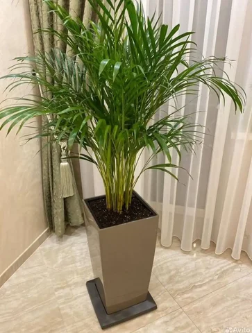 Продам кашпо Лечуза - Для дома и дачи в Люберцы