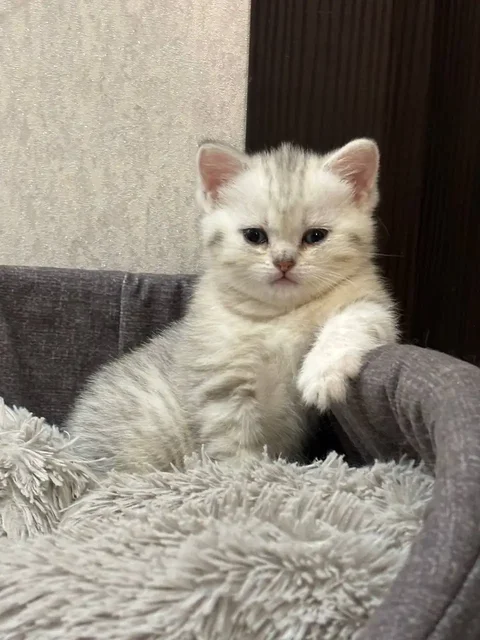 Продажа шотландской кошечки - Животные в Люберцы