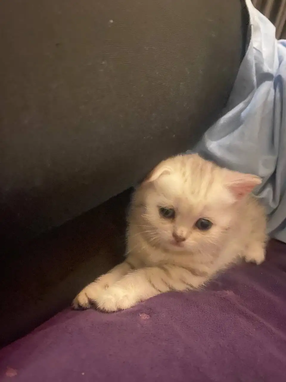 Продажа шотландской кошечки - Кошки (Животные) в Люберцы