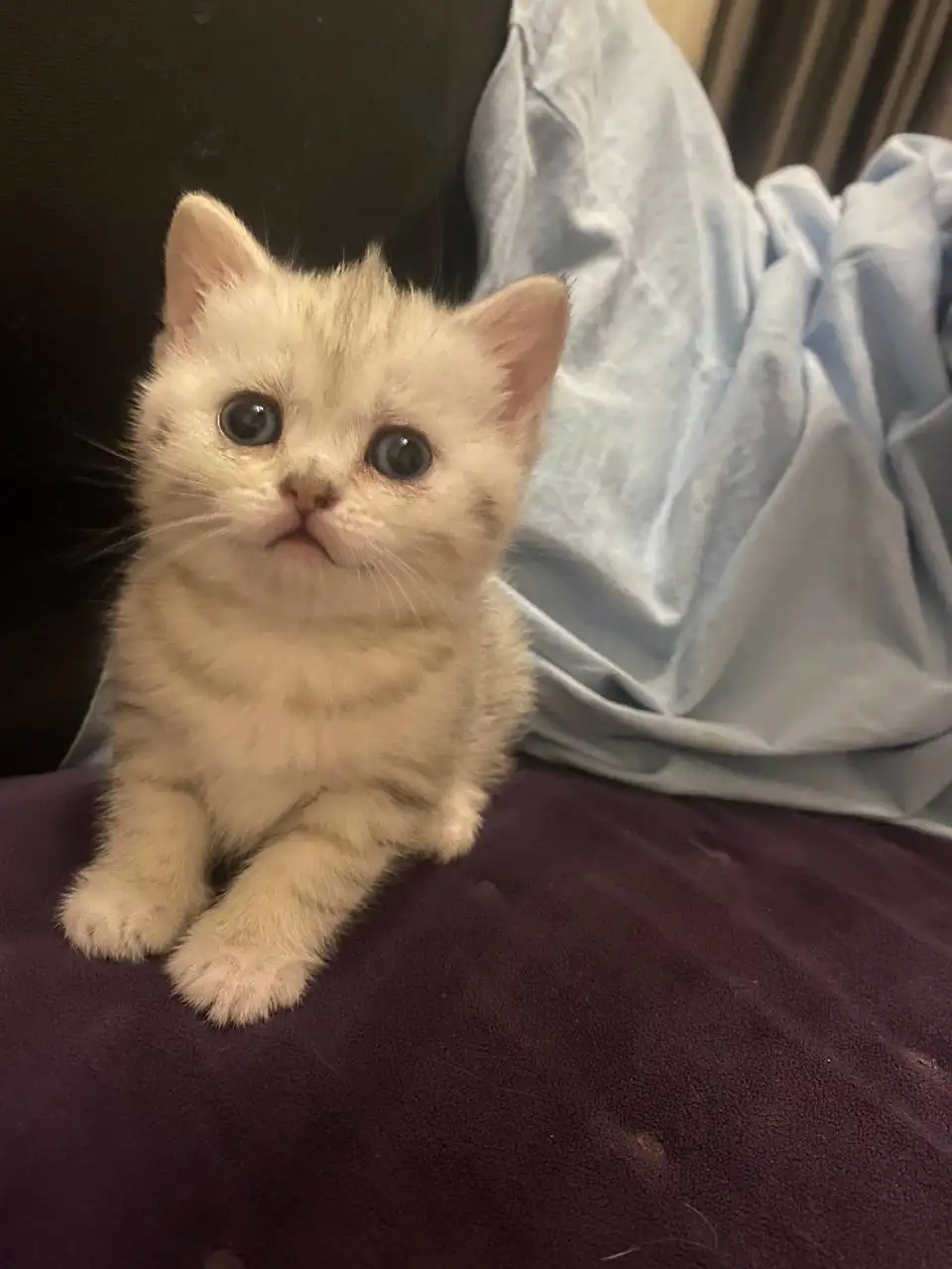 Продажа шотландской кошечки - Кошки (Животные) в Люберцы