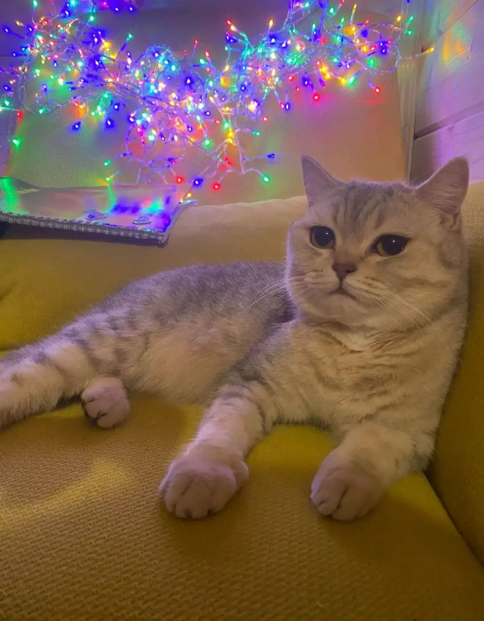 Отдам в дар кошку британскую серебристую шиншиллу - Кошки (Животные) в Люберцы