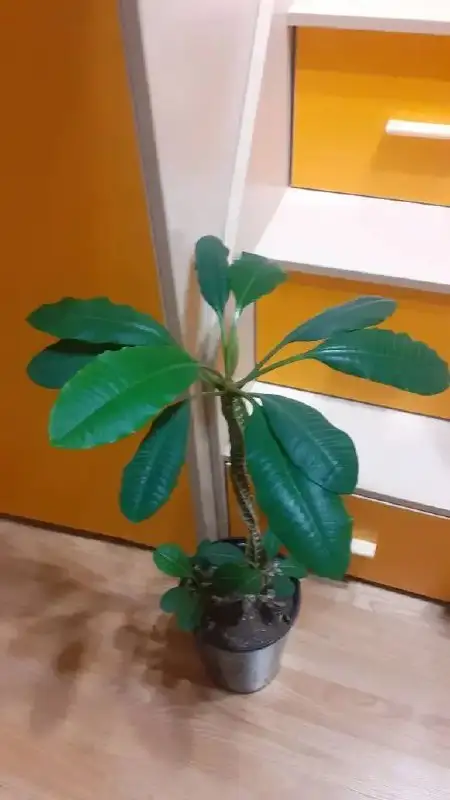 Молочай беложильчатый с доставкой - Растения (Барахолка) в Люберцы