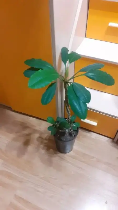 Молочай беложильчатый с доставкой - Растения (Барахолка) в Люберцы