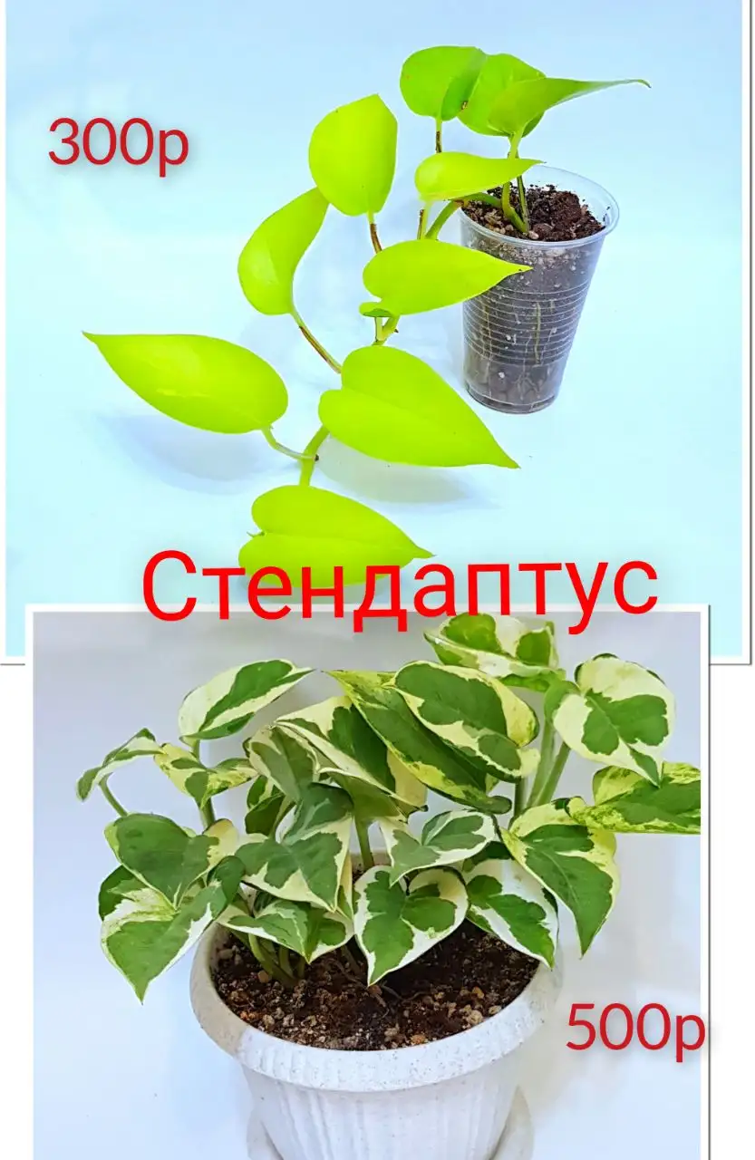 Распродажа комнатных цветов в Люберцах - Комнатные растения (Хобби и отдых) в Люберцы