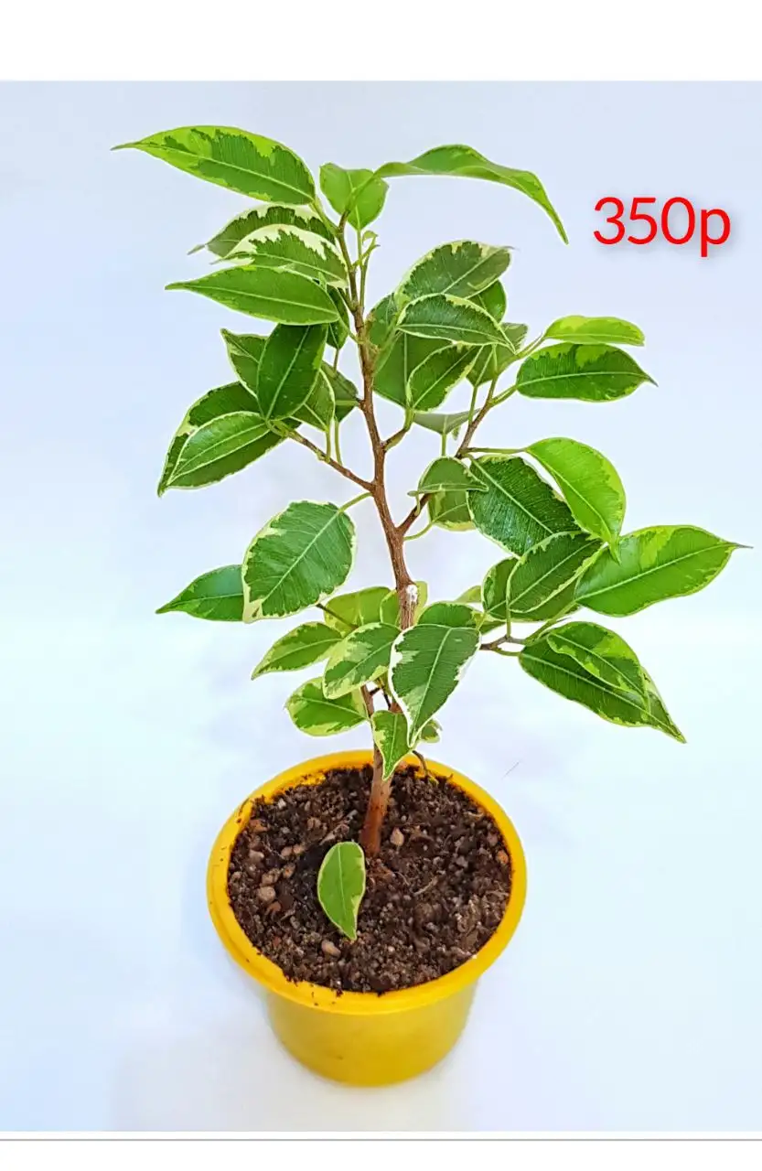 Распродажа комнатных цветов в Люберцах - Комнатные растения (Хобби и отдых) в Люберцы