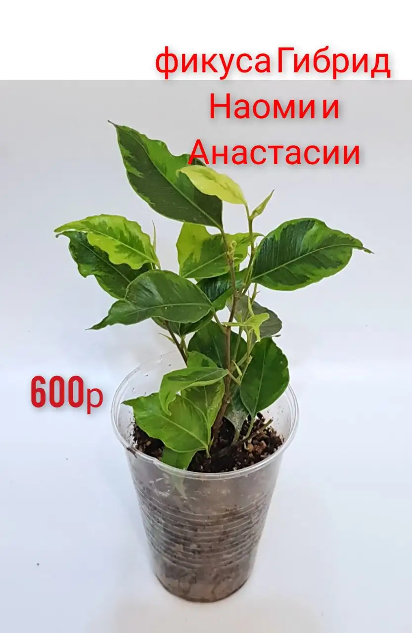 Распродажа комнатных цветов в Люберцах - Комнатные растения (Хобби и отдых) в Люберцы