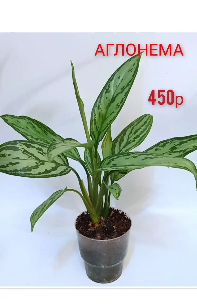 Распродажа комнатных цветов в Люберцах - Комнатные растения (Хобби и отдых) в Люберцы