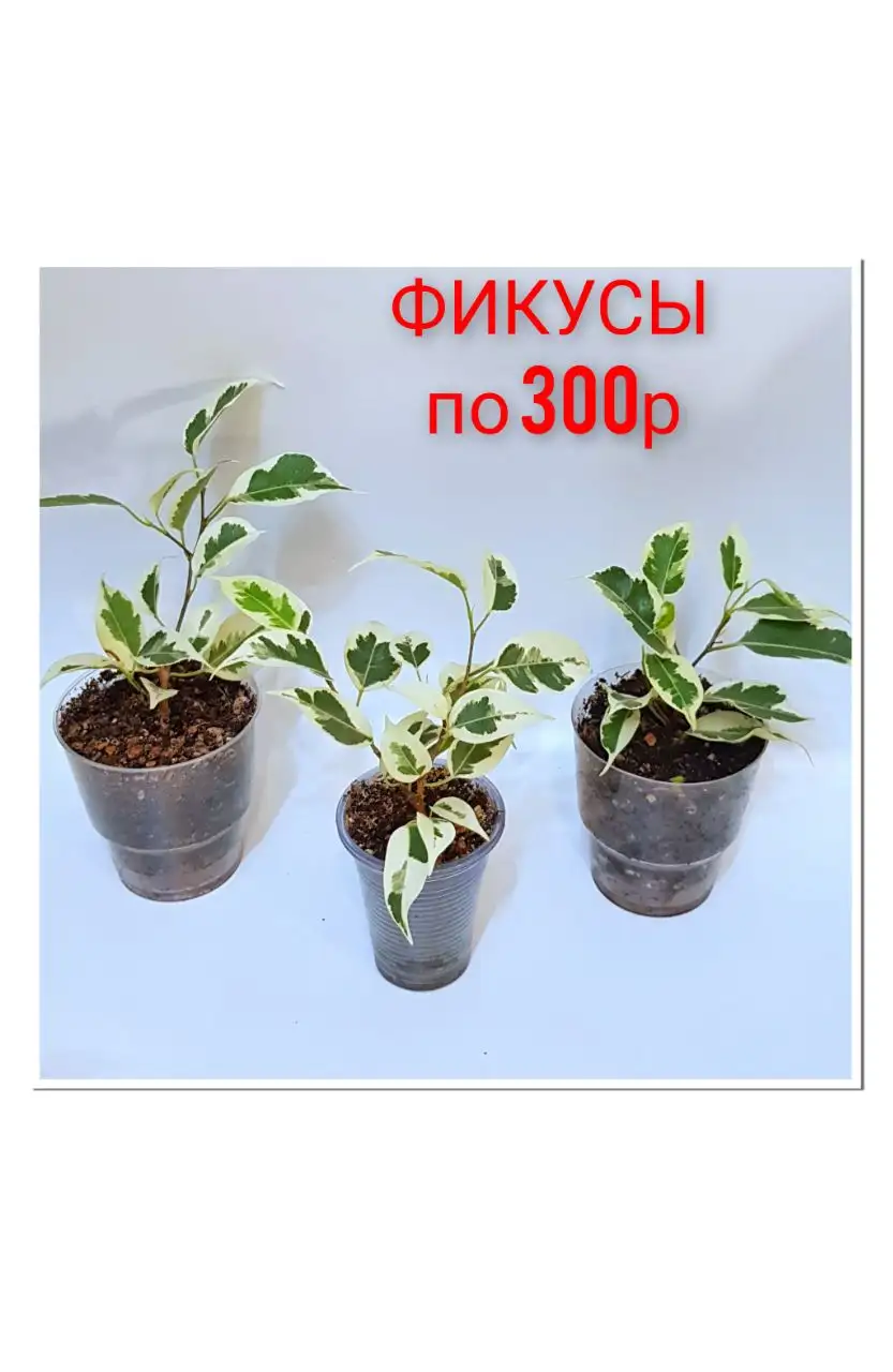 Распродажа комнатных цветов в Люберцах - Комнатные растения (Хобби и отдых) в Люберцы